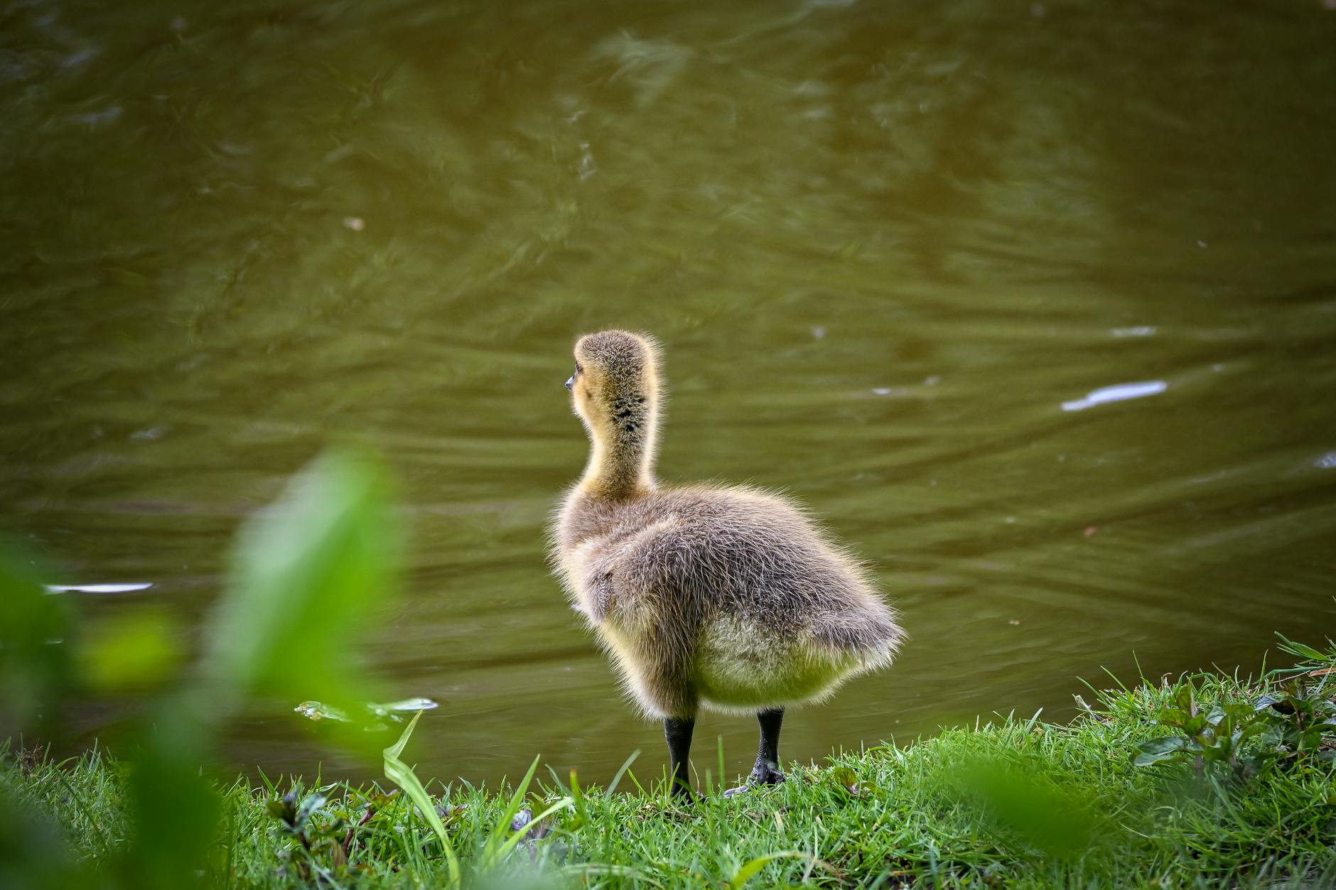 beleggingspodcasts Nederlands — Foto: Lorna Pauli (Pexels)